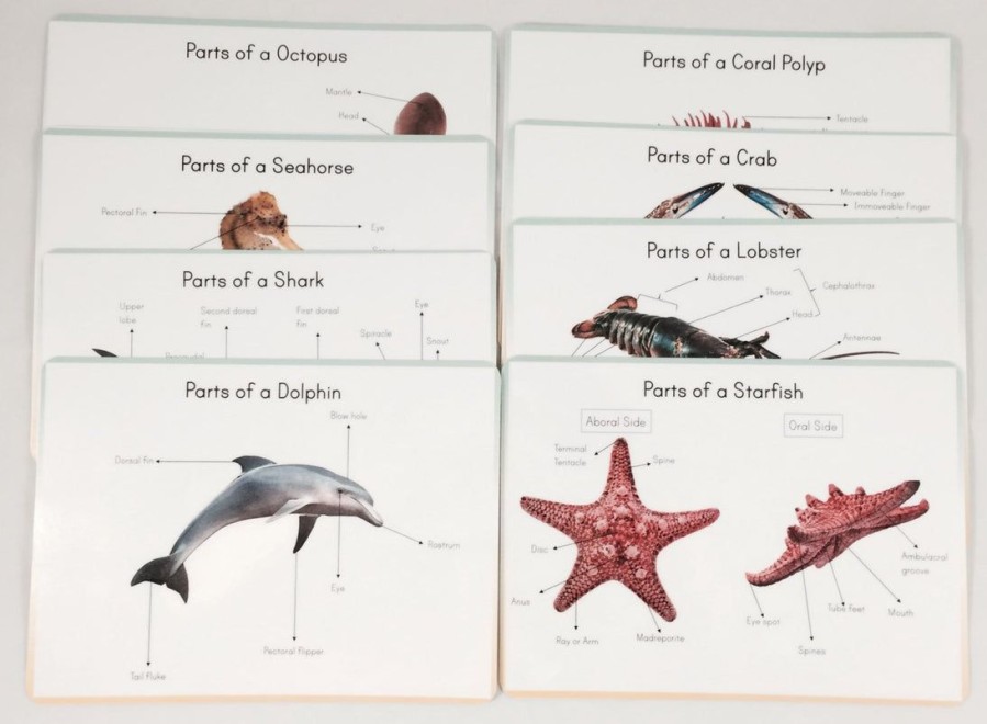 Ocean Anatomy Prints *** Digital Download *** Classroom Wall Decor, Parts Of Ocean Animal Posters | Mirus Toys Clearance