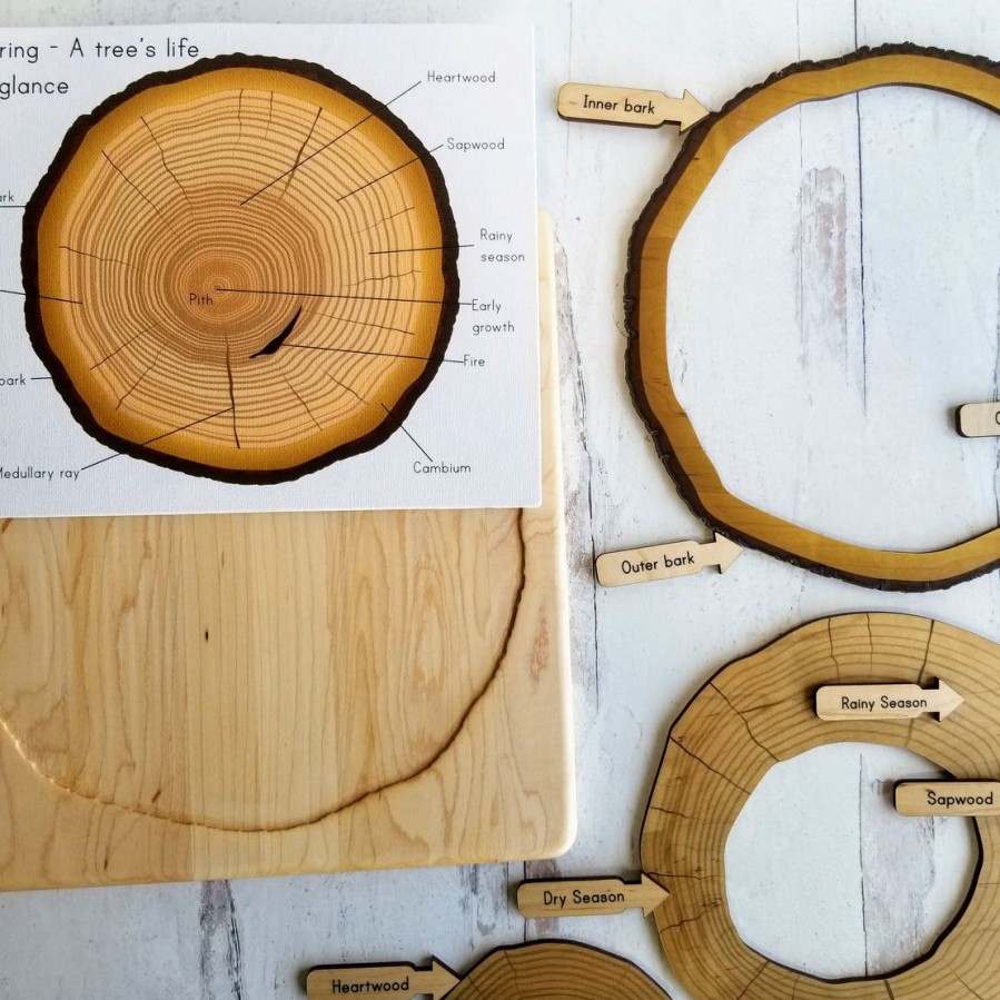 Mirus Toys Parts Of A Tree Trunk Puzzle, Layers Of Tree Trunk, Tree Ring Puzzle, Dendrochronology | Science & Nature