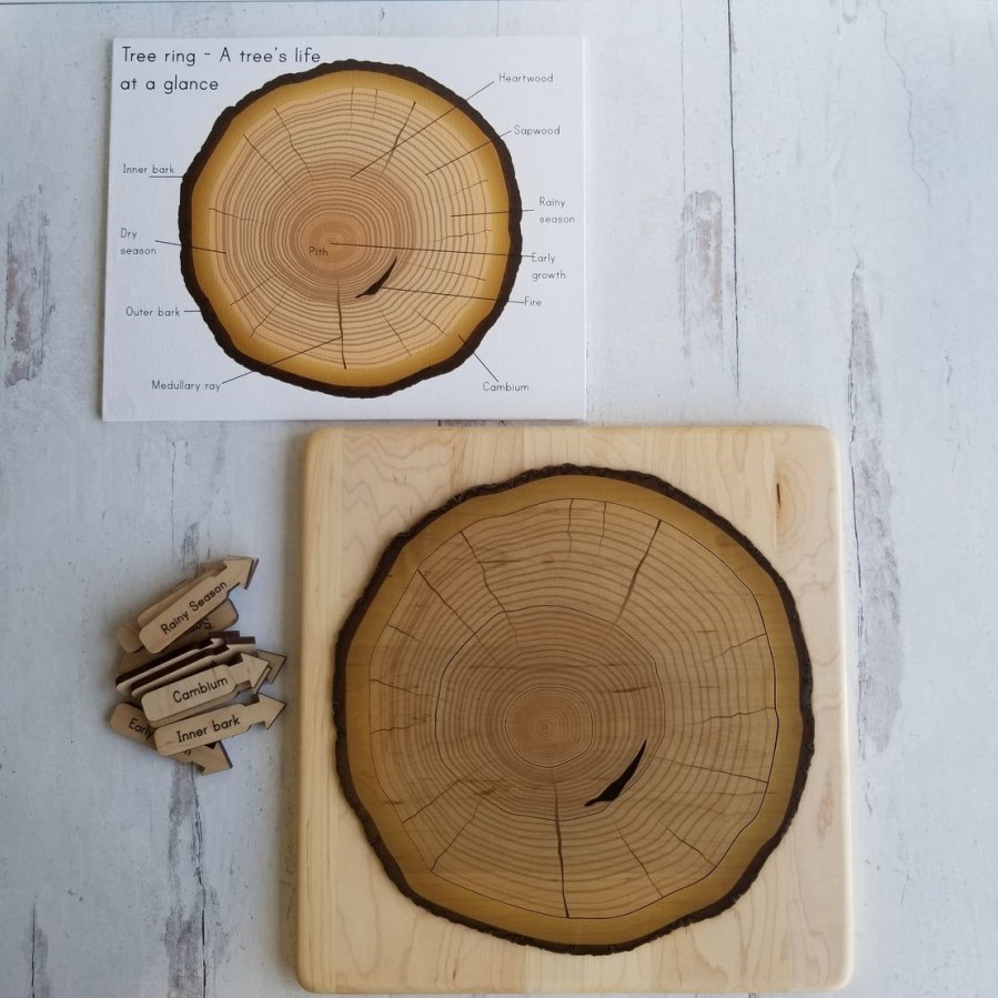 Parts Of A Tree Trunk Puzzle, Layers Of Tree Trunk, Tree Ring Puzzle, Dendrochronology | Mirus Toys Online