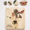 Mirus Toys Nature Bound Toys - Life Cycle Of A Monarch Butterfly, Butterfly Life Cycle, Montessori Materials, Monarch Life Cycle, Waldorf Inspired, | Science & Nature