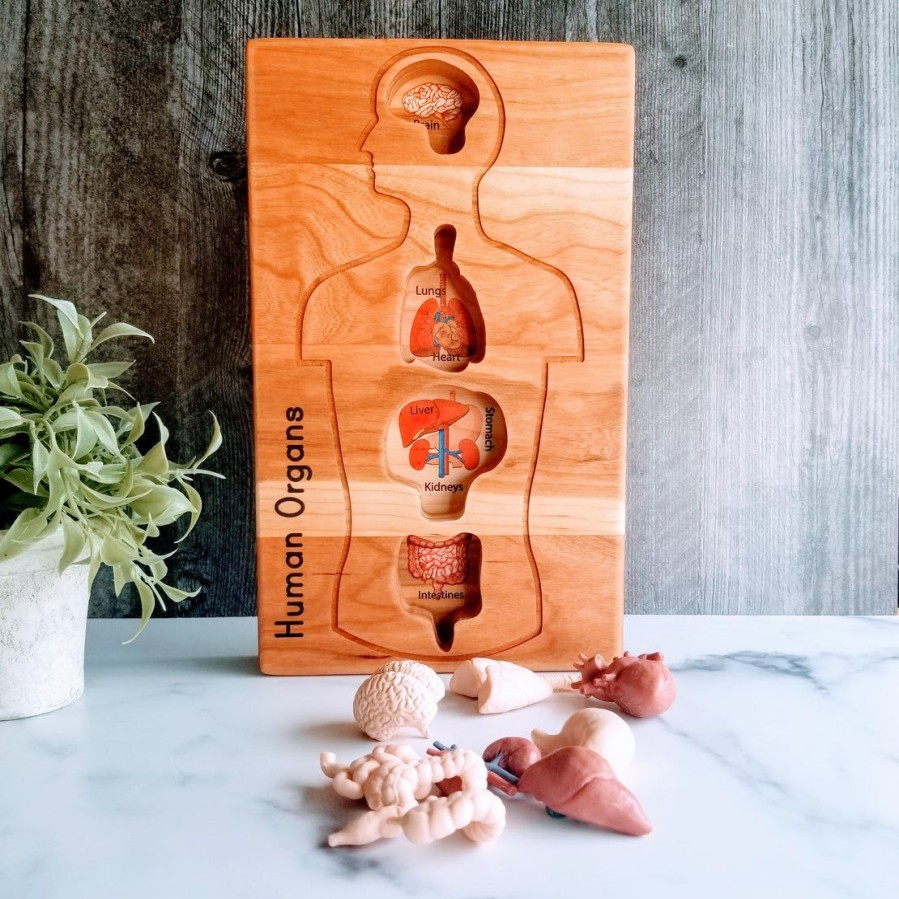 Human Anatomy Tray - Human Organ Model Holder | Mirus Toys Best