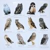 Classroom Animal Decor Owl Flash Cards - Types Of Owl Study Cards - Nursery Decor - Owl Decor - Montessori - Educational Gift | Mirus Toys Clearance