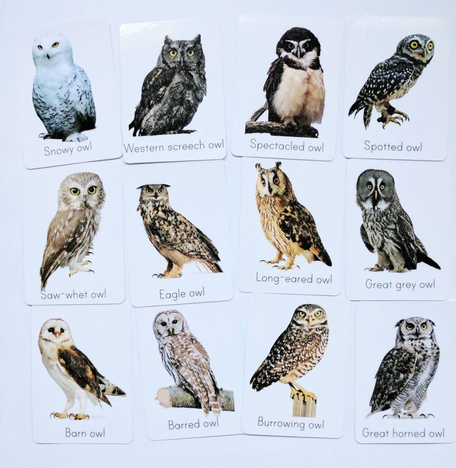 Classroom Animal Decor Owl Flash Cards - Types Of Owl Study Cards - Nursery Decor - Owl Decor - Montessori - Educational Gift | Mirus Toys Clearance