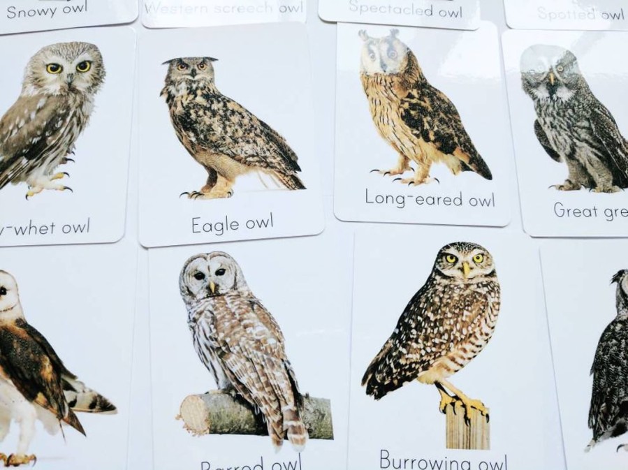 Classroom Animal Decor Owl Flash Cards - Types Of Owl Study Cards - Nursery Decor - Owl Decor - Montessori - Educational Gift | Mirus Toys Clearance