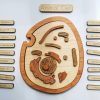 Animal Cell Model, Wooden Cell Model | Mirus Toys Wholesale