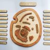 Mirus Toys Animal Cell Model, Wooden Cell Model | Science & Nature