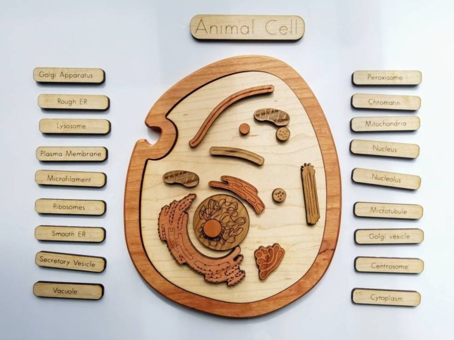 Mirus Toys Animal Cell Model, Wooden Cell Model | Science & Nature