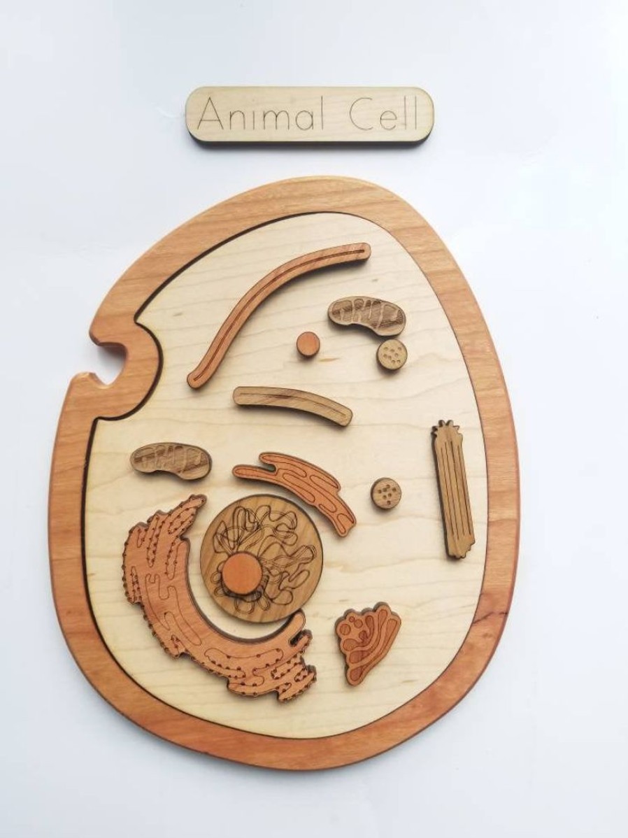 Animal Cell Model, Wooden Cell Model | Mirus Toys Wholesale