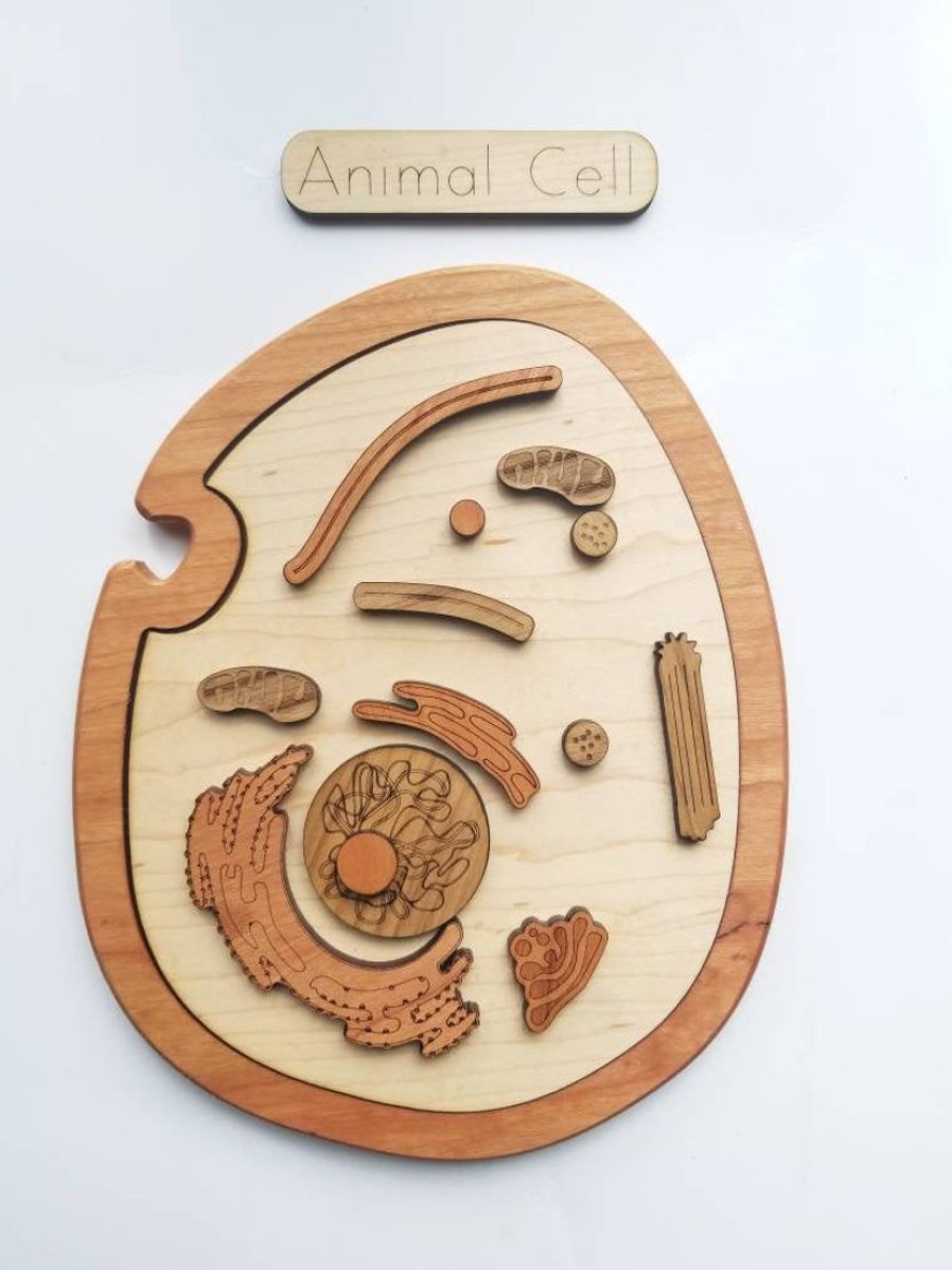 Mirus Toys Animal Cell Model, Wooden Cell Model | Science & Nature