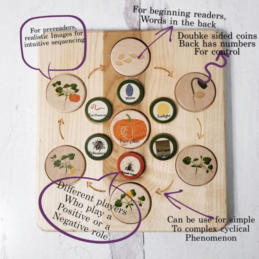 Life Cycle Board Wooden - Montessori Science | Mirus Toys Wholesale