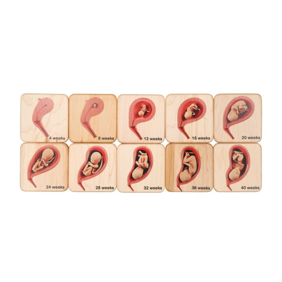 Mirus Toys Doula Gift Ideas - Stages Of Pregnancy And Fetal Development Wooden Tiles, Obgyn Gift, Midwife Gift, Doula Gift, Graduation Gift | Science & Nature