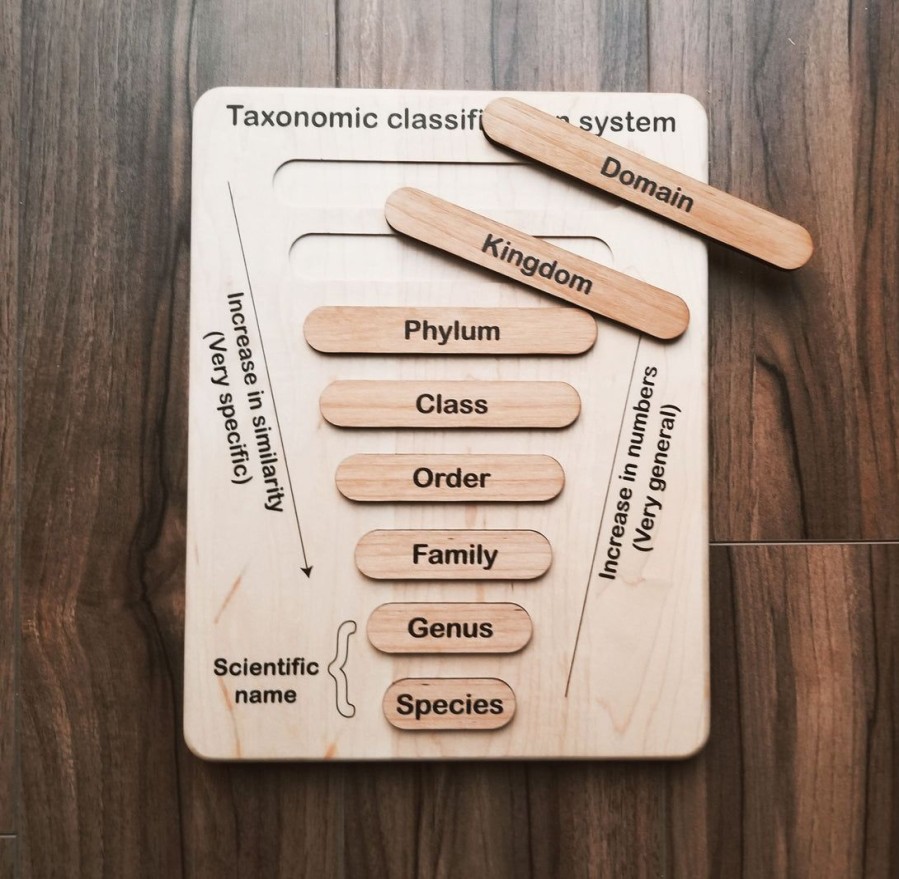 Taxonomy Puzzle - Classification Chart - Animal Kingdom Classification Puzzle | Mirus Toys Online