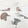 Bird Anatomy Posters - Anatomy Wall Decor - Parts Of A Bird - Classroom Decor - Montessori - Homeschooling | Mirus Toys New