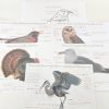 Mirus Toys Bird Anatomy Posters - Anatomy Wall Decor - Parts Of A Bird - Classroom Decor - Montessori - Homeschooling | Science & Nature