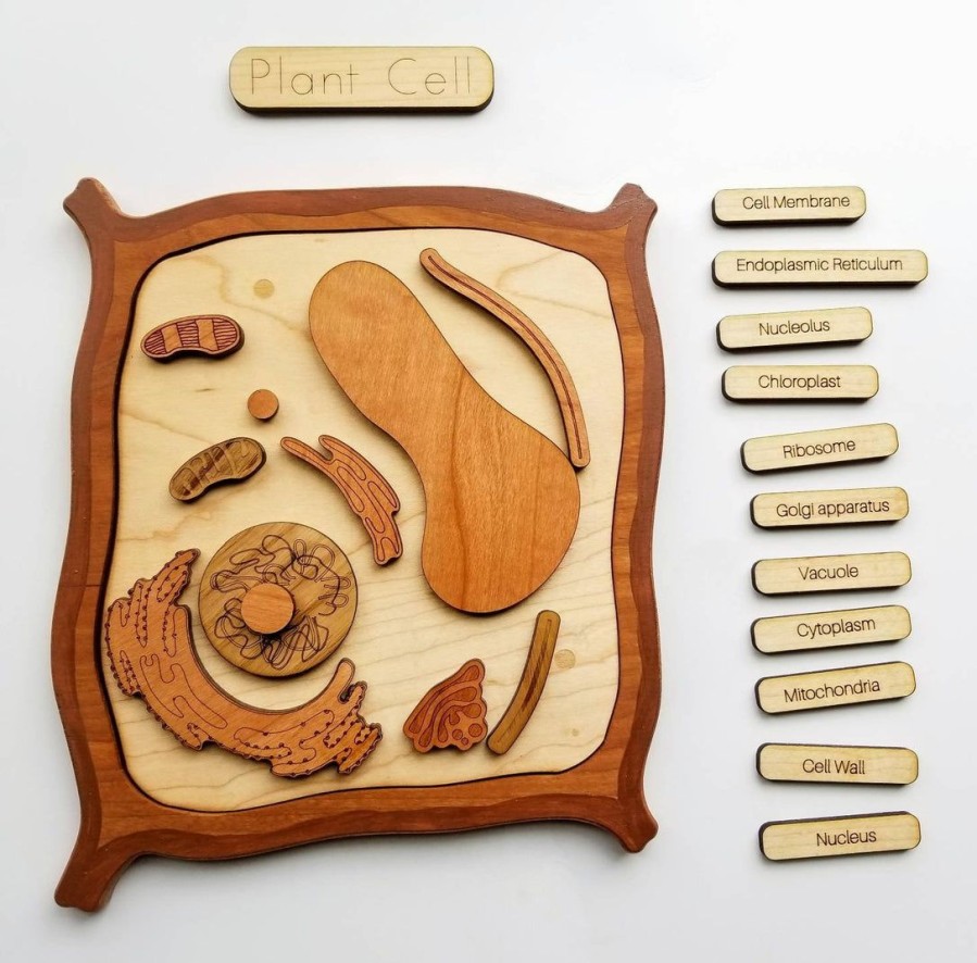 Plant Cell Model, Wooden Cell Model | Mirus Toys New