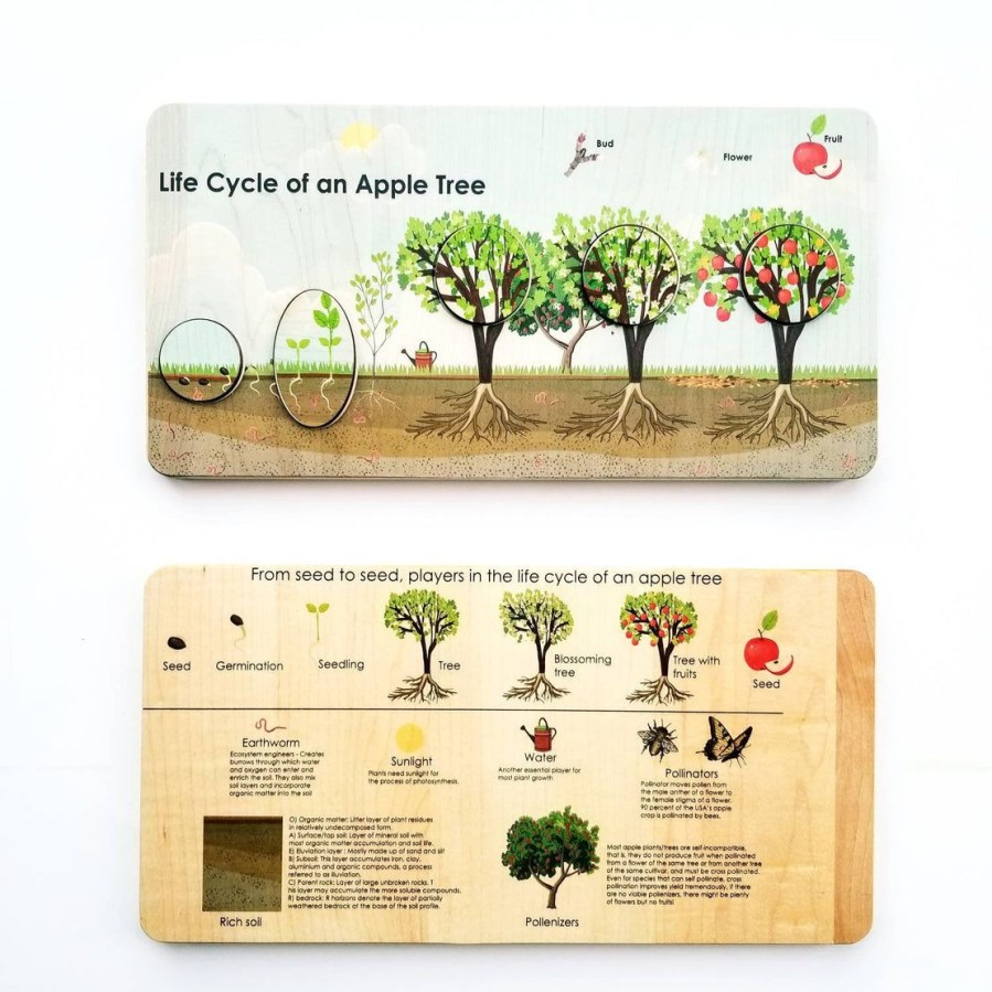 Montessori Learning Activity - Life Cycle Board - Life Cycle Of An Apple Tree Puzzle- Montessori - Life Cycle Of A Plant | Mirus Toys Hot