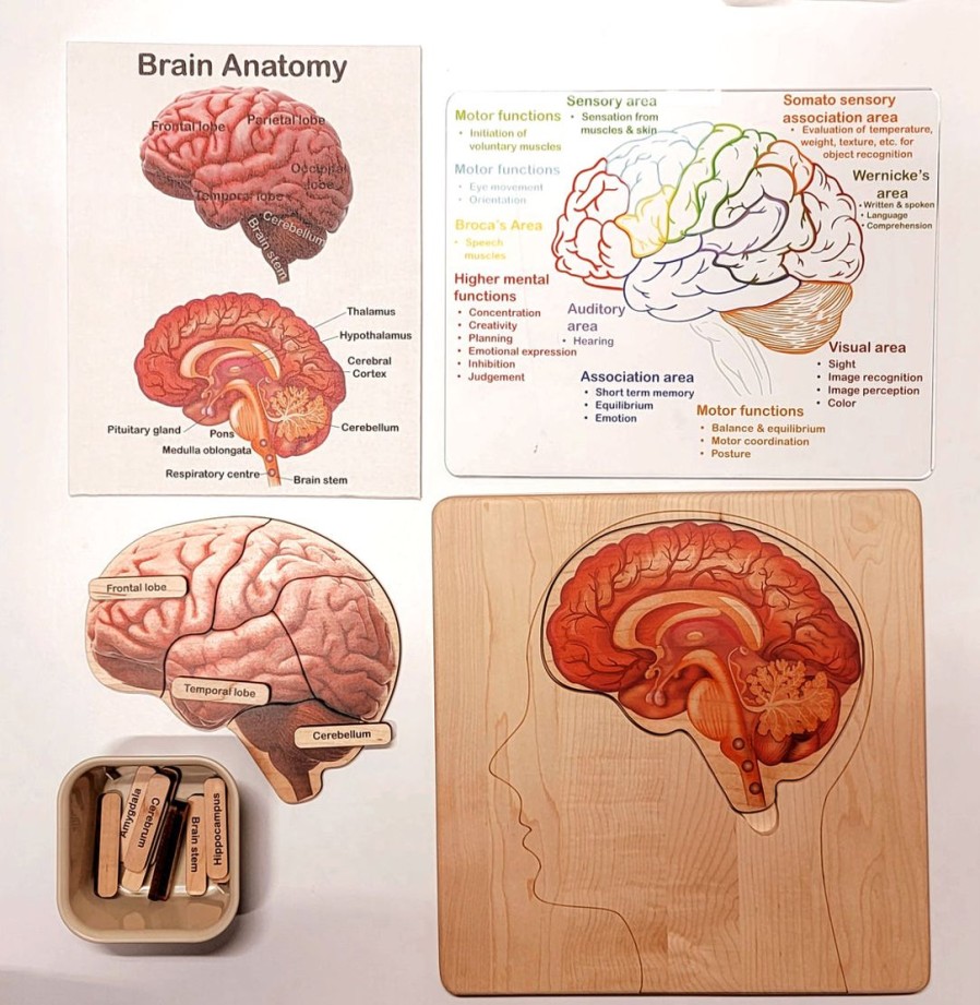 Brain Puzzle - Montessori Wooden Puzzle - Parts Of The Brain - Anatomy And Functions - Classroom Gift | Mirus Toys Hot