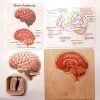 Mirus Toys Brain Puzzle - Montessori Wooden Puzzle - Parts Of The Brain - Anatomy And Functions - Classroom Gift | Science & Nature